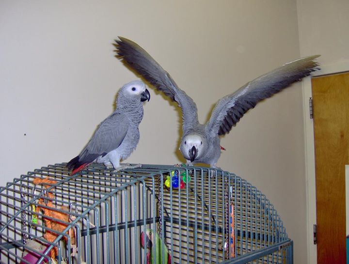 A Picture of Male & Female African Grey Parrots