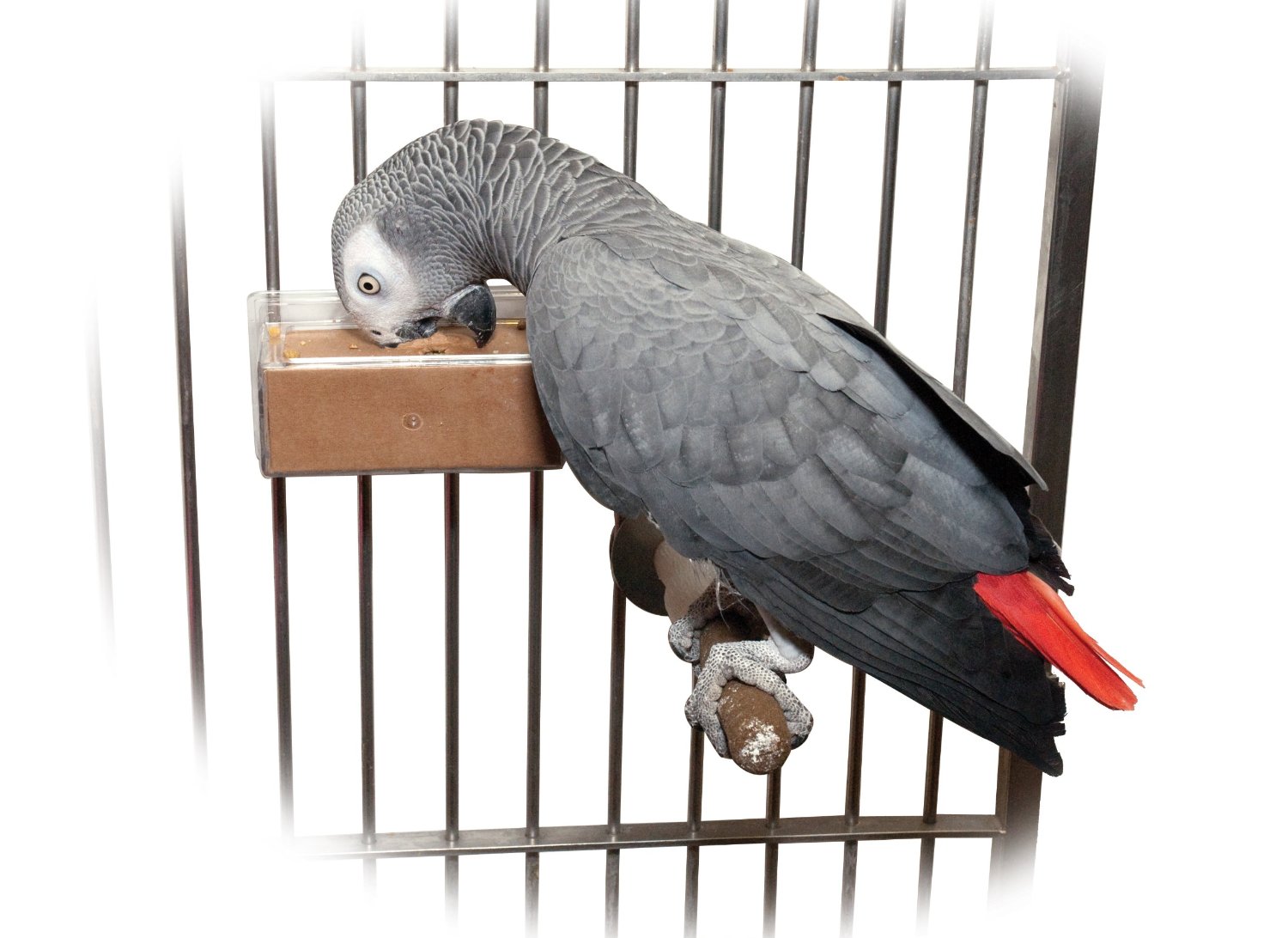 Foraging Toys For Parrots 29